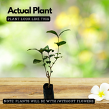 Mulla / Common Jasmine(Jasminum officinale) Flowering/Ornamental Live Plant (Home & Garden)