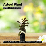 Red Apple Guava Live  Live Fruit Plant (Home & Garden)