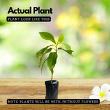 White Chempakam / White Champaca (Grafted) Plant (Magnolia Alba) Flowering/Ornamental Live Plant (Home & Garden)