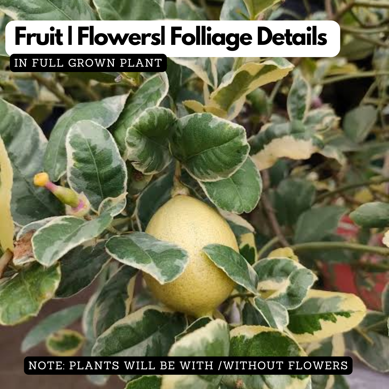 Variegated Lemon Live Plant (Citrus limon) Fruit Live plant (Home&Garden)