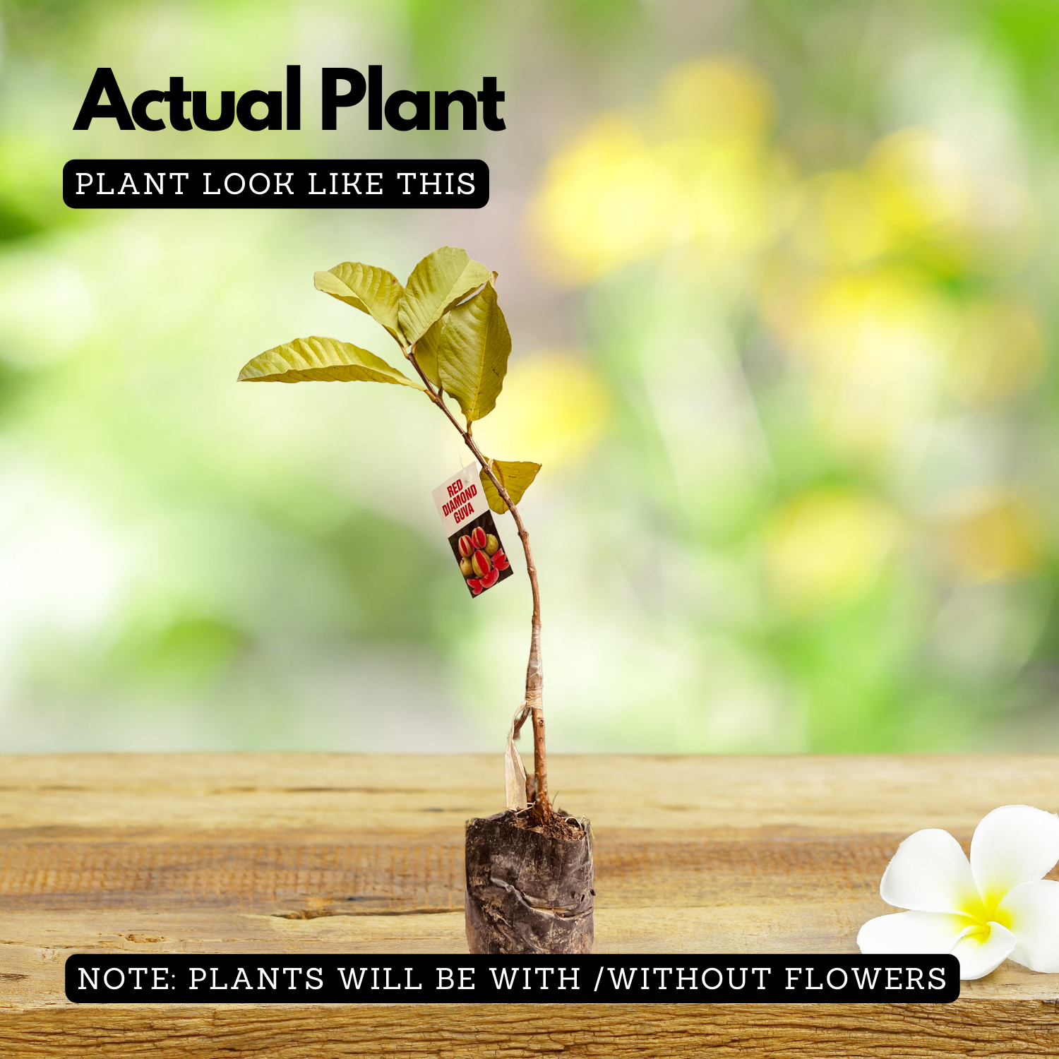 Red Diamond Guava (Layered) (Psidium guajava ) Fruit Live Plant (Home & Garden)