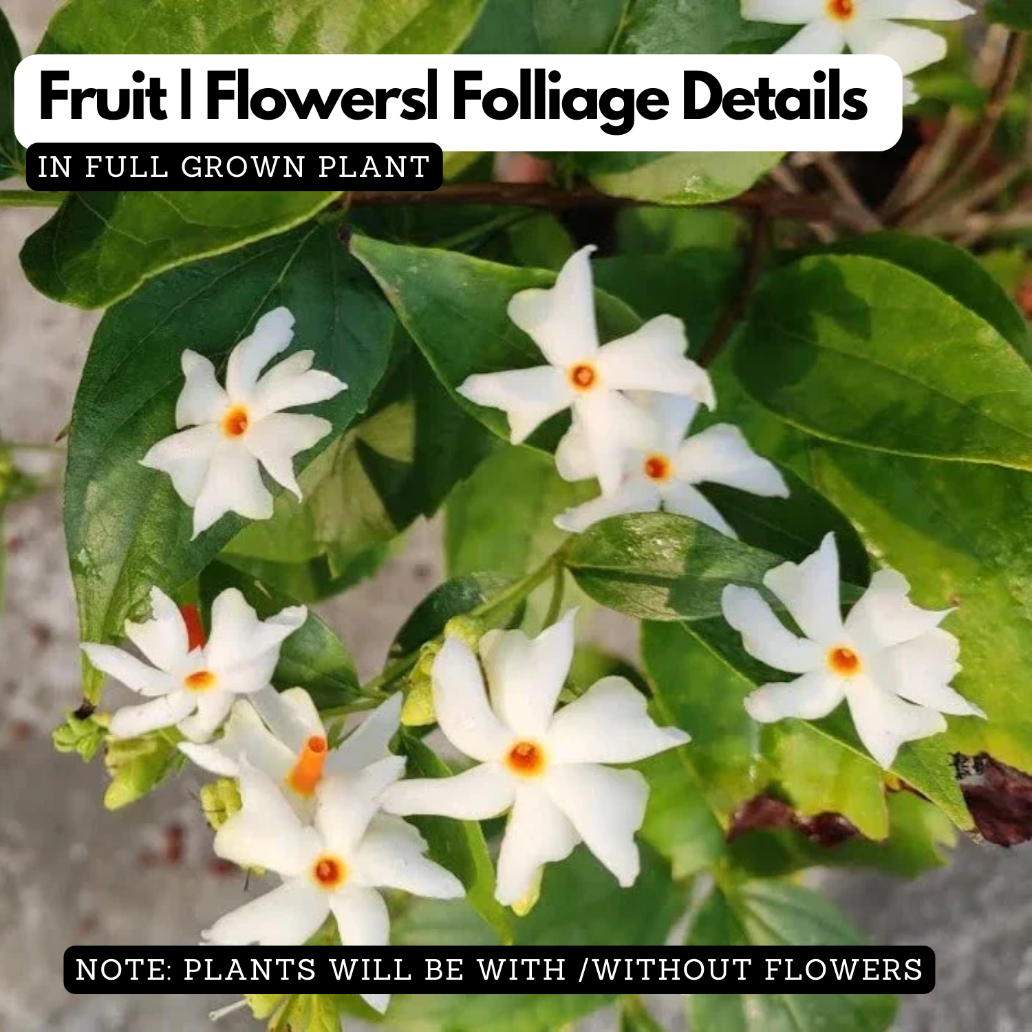 Dwarf Pavizhamalli (Coral Jasmine) Jasmine Plant Flowering/Ornamental Live Plant (Home & Garden)