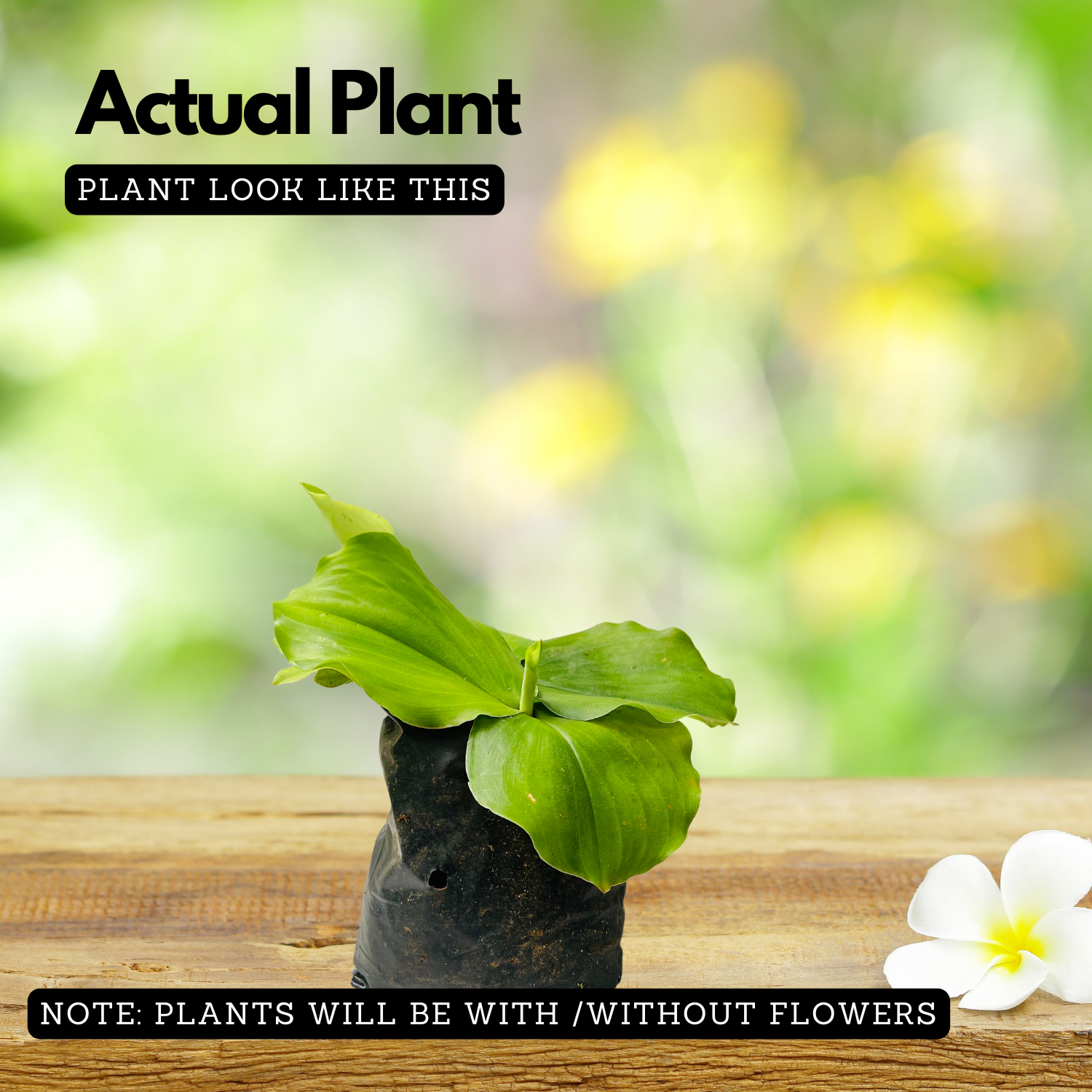 Kacholam (Kaempferia Galanga) Aromatic Ginger Medicinal Live Plant (Home & Garden)