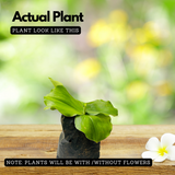 Kacholam (Kaempferia Galanga) Aromatic Ginger Medicinal Live Plant (Home & Garden)