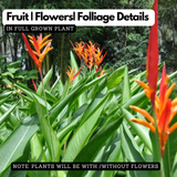 Heliconia St Vincent Red Live Plant | Tropical Flowering / Ornamental Live Plant (Home & Garden)