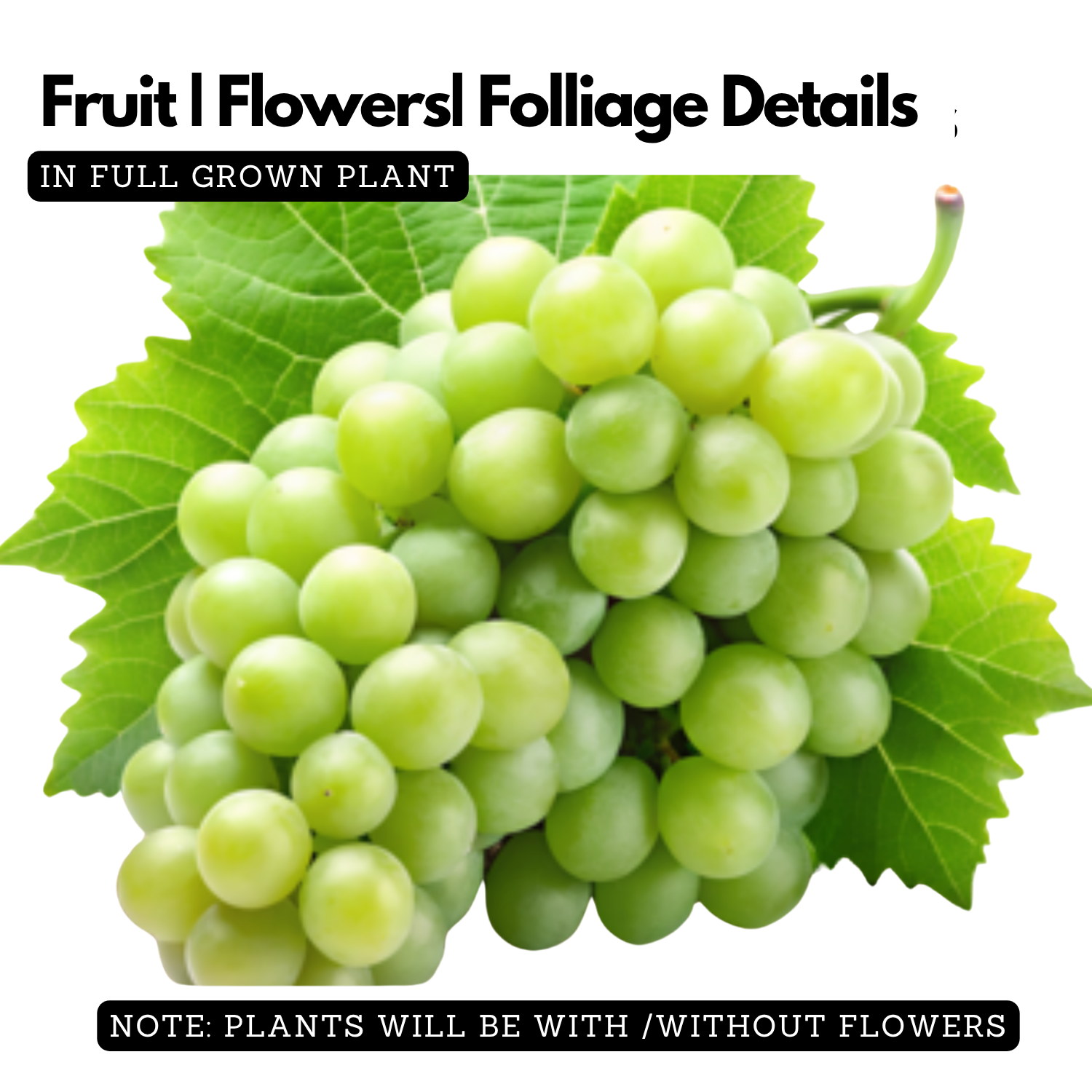 Grape / Munthiri(Green)(Vitis vinifera) Fruit/Ornamental Live Plant (Home & Garden)