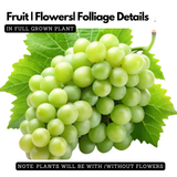 Grape / Munthiri(Green)(Vitis vinifera) Fruit/Ornamental Live Plant (Home & Garden)