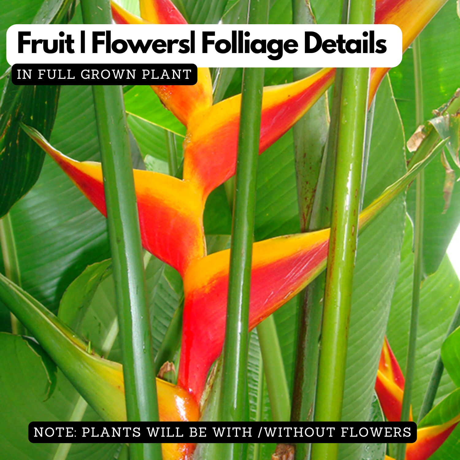 Heliconia Caribaea Jacquinii (genus Heliconia) Flowering/Ornamental Live Plant (Home & Garden)