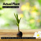 Kuttiyadi Coconut Tree (Srilankan) (Cocus nucifera) Fruit Live Plant (Home & Garden)