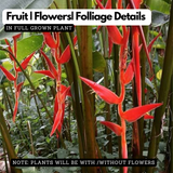 Heliconia Red Carpet (genus Heliconia) Flowering/Ornamental Live Plant (Home & Garden)