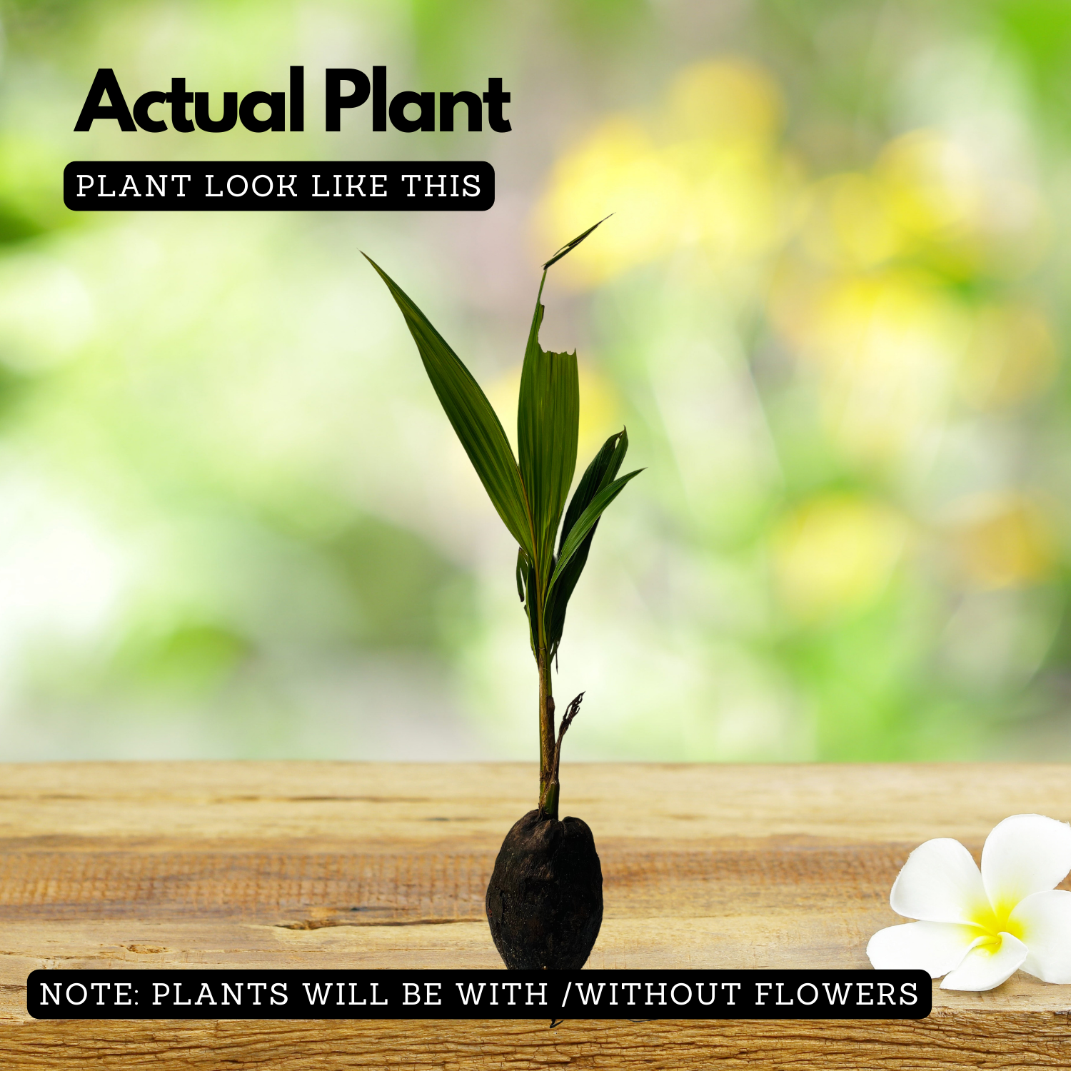 Nadan Thengu / Coconut Tree (Nadan) (Cocus nucifera) Fruit Live Plant (Home & Garden)