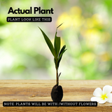 Nadan Thengu / Coconut Tree (Nadan) (Cocus nucifera) Fruit Live Plant (Home & Garden)