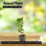 Seedless Lemon  (Citrus limon) Fruit/Ornamental Live Plant (Home & Garden)