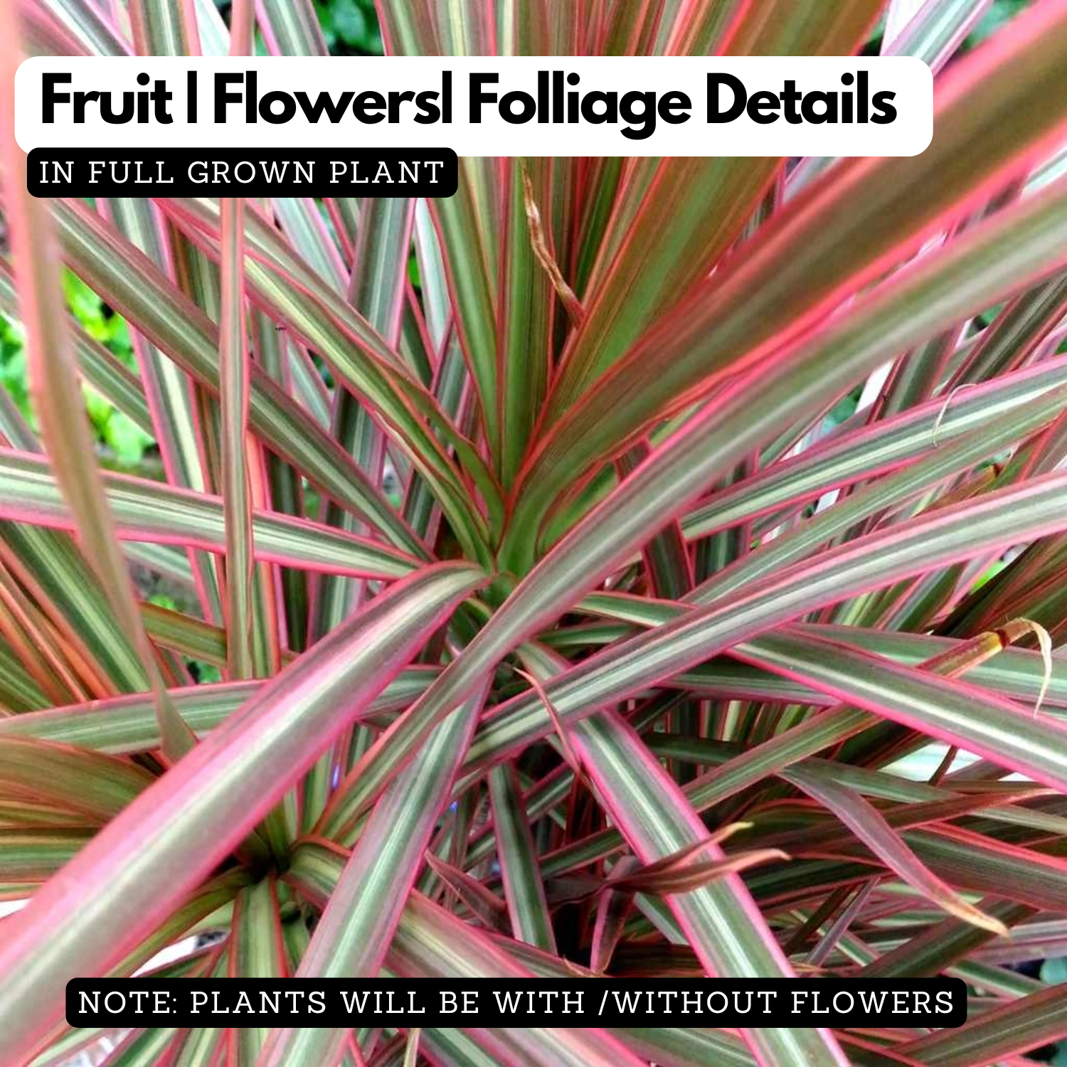 Dracena Chloroma Live Plant (Home & Garden)