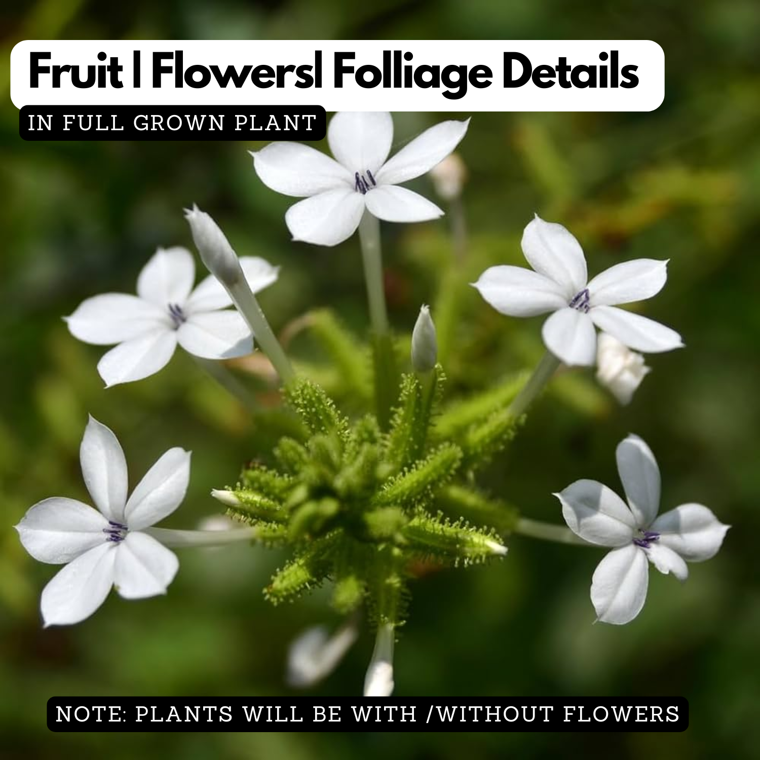Vella koduveli / White Leadwort (Plumbago zeylanica) Flowering/Ornamental/Medicinal Live Plant (Home & Garden)