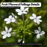 Vella koduveli / White Leadwort (Plumbago zeylanica) Flowering/Ornamental/Medicinal Live Plant (Home & Garden)