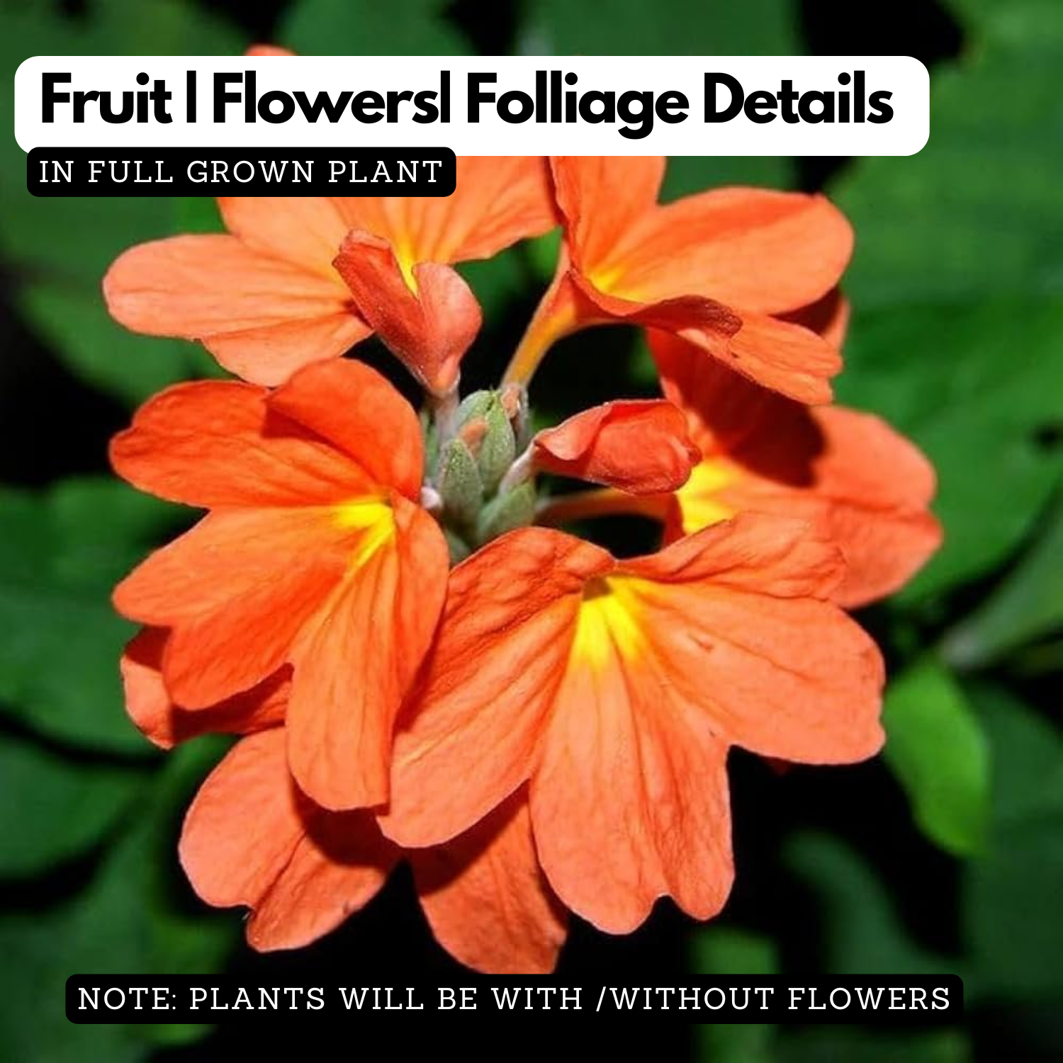 Flowering Plant Birth Star: Uthram (Plant: Kanakambaram | Crossandra | Firecracker Flower) (Crossandra Infundibuliformis) Flowering/Ornamental Live Plant (H&G)