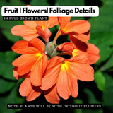 Flowering Plant Birth Star: Uthram (Plant: Kanakambaram | Crossandra | Firecracker Flower) (Crossandra Infundibuliformis) Flowering/Ornamental Live Plant (H&G)