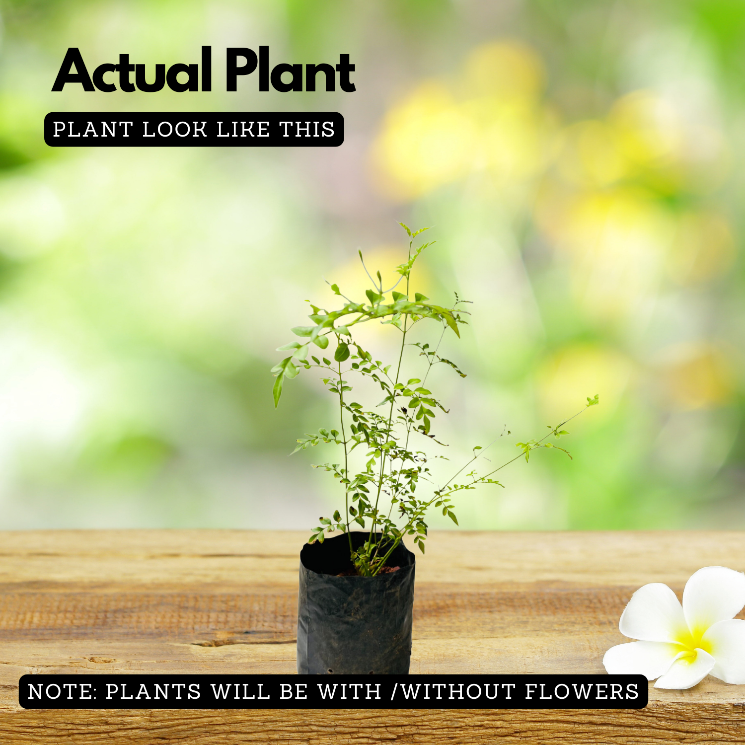 Pichi Poo (Jasminum angustifolium) Flowering/Ornamental Live Plant (Home & Garden)