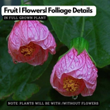 Bell Hibiscus Plant (Any Colour) | Colourful Bell-Shaped Flowers | Flowering /Ornamental Live Plant
