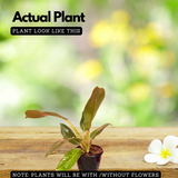 Philodendron Golden Melinonii Live Plant in 5 inch Pot  (Home & Garden)