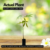 Malabar Chestnut (Pachira glabra) Fruit Live Plant (Home & Garden)