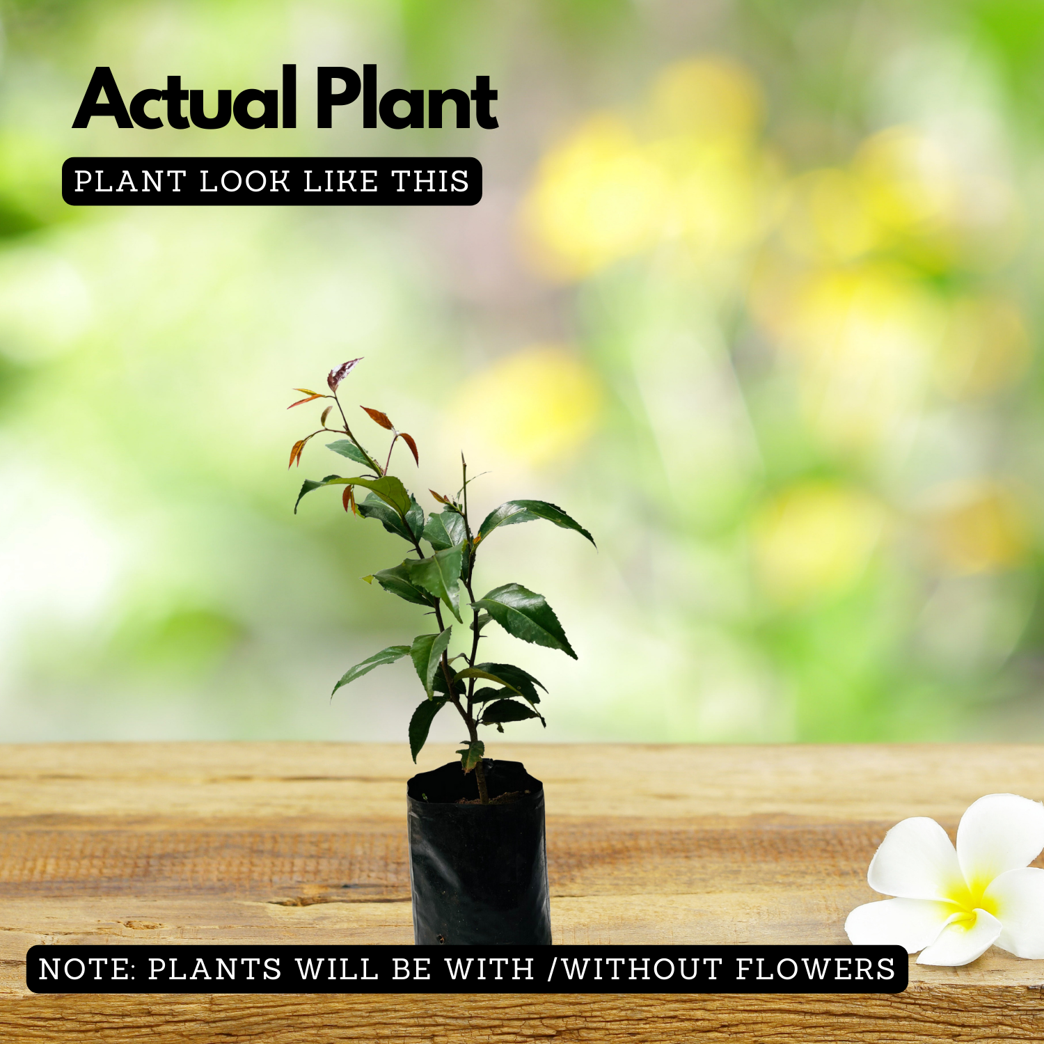 Sweet Luvikka / Lovlolika/  Sweet Loovy / Indian Coffee Plum (Flacourtia jangomas) Fruit/Ornamental Live Plant (Home & Garden)