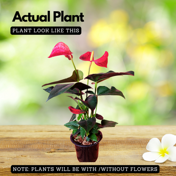 anthurium for sale in sri lanka Anthurium Red Flamingo/Flamingo Flower(Anthurium Andraeanum) Flowering – Hug A Plant