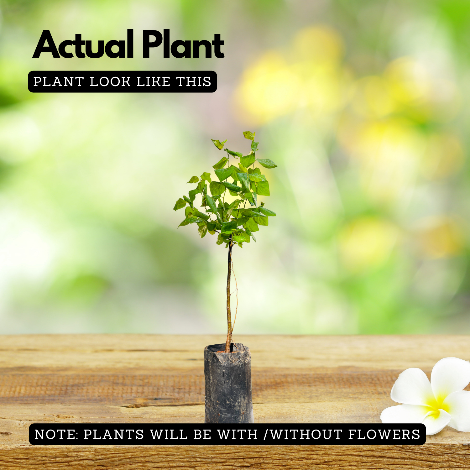 Apricot / Sheema Pazham (Prunus armeniaca) Fruit Live Plant (Home & Garden)