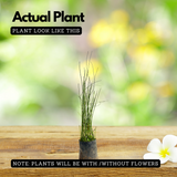 Water Bamboo Plant Ornamental Live Plant (Home & Garden)