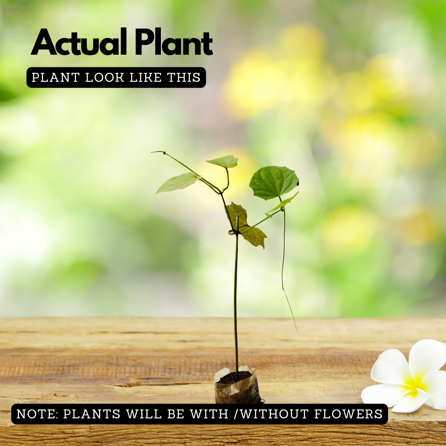 Thunbergia Clock Vine (Any Colour) Flowering | Ornamental| Medicinal Creeper Live Plant (Home & Garden)