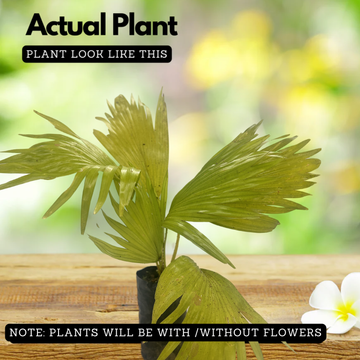 umbrella palm plants for sale Table Palm (Umbrella Palm) Ornamental Live Plant (Home & Garden) – Hug A  Plant