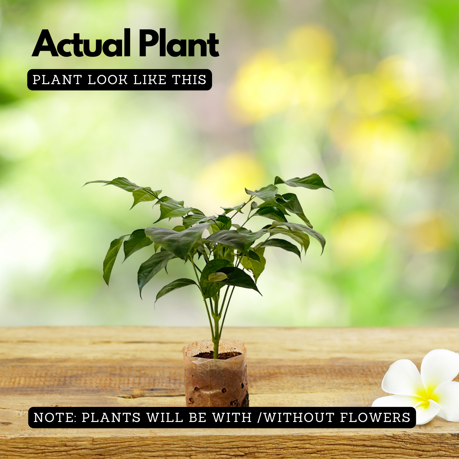 China Baby Doll (Small) (Radermachera sinica) Ornamental Live Plant in Ploybag (Home & Garden)
