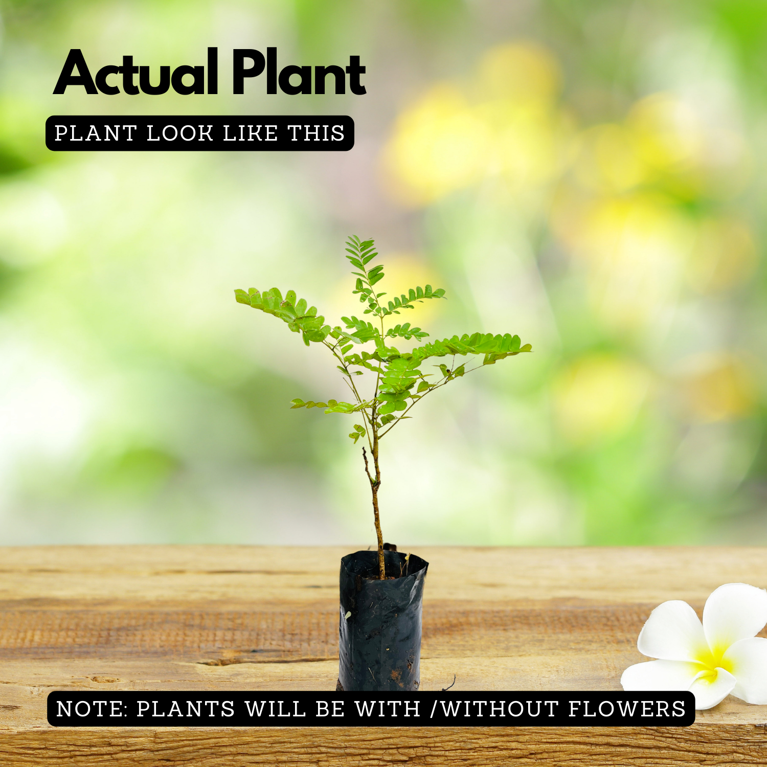 Rajamalli / Peacock Flower (Caesalpinia pulcherrima) Flowering/Ornamental Live Plant (Home & Garden)