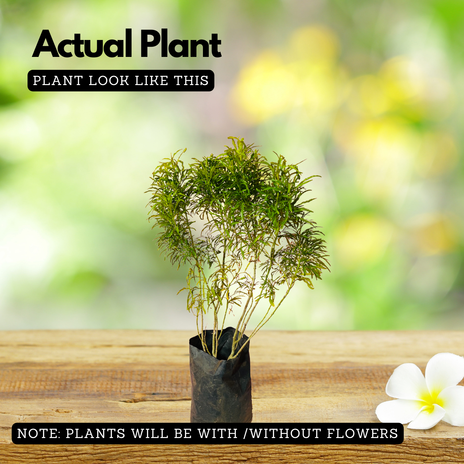 Green Aralia (Polyscias fruticosa) Ornamental Live Plant (Home & Garden)