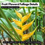 Heliconia Island Yellow (genus Heliconia) Flowering/Ornamental Live Plant (Home & Garden)