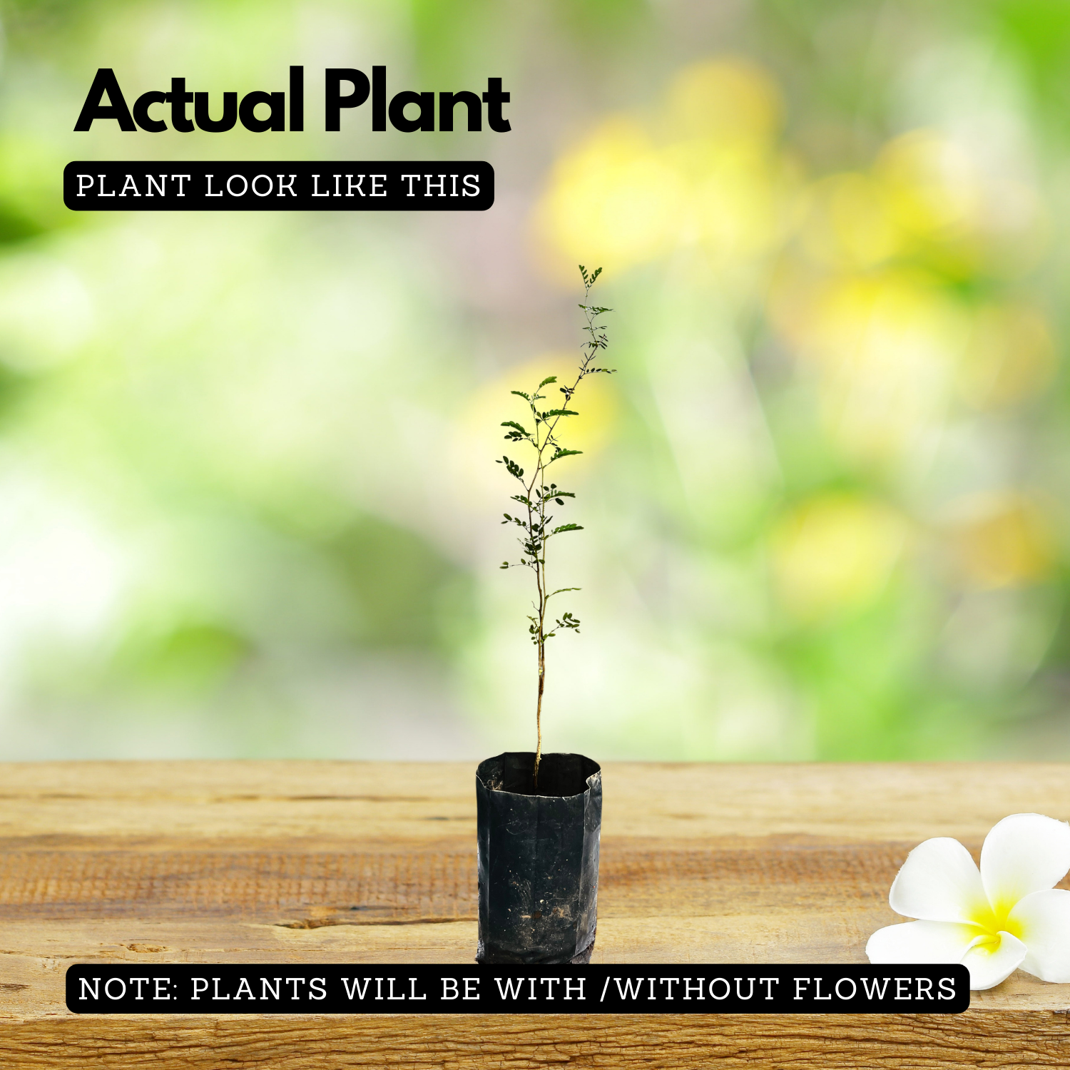 Shami Plant / Vanni Maram (Prosopis Cineraria) Ornamental/Medicinal Live Plant (Home & Garden)