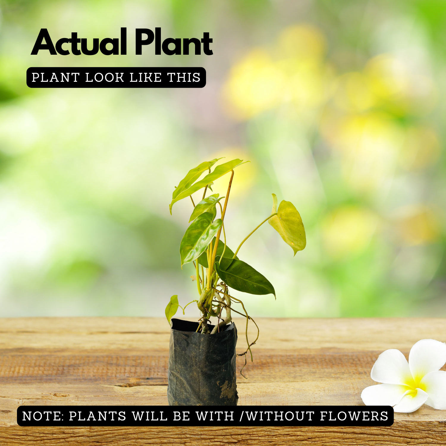 Kerala Hybrid Philodendron Ornamental / Creeper Live Plant (Home & Garden)