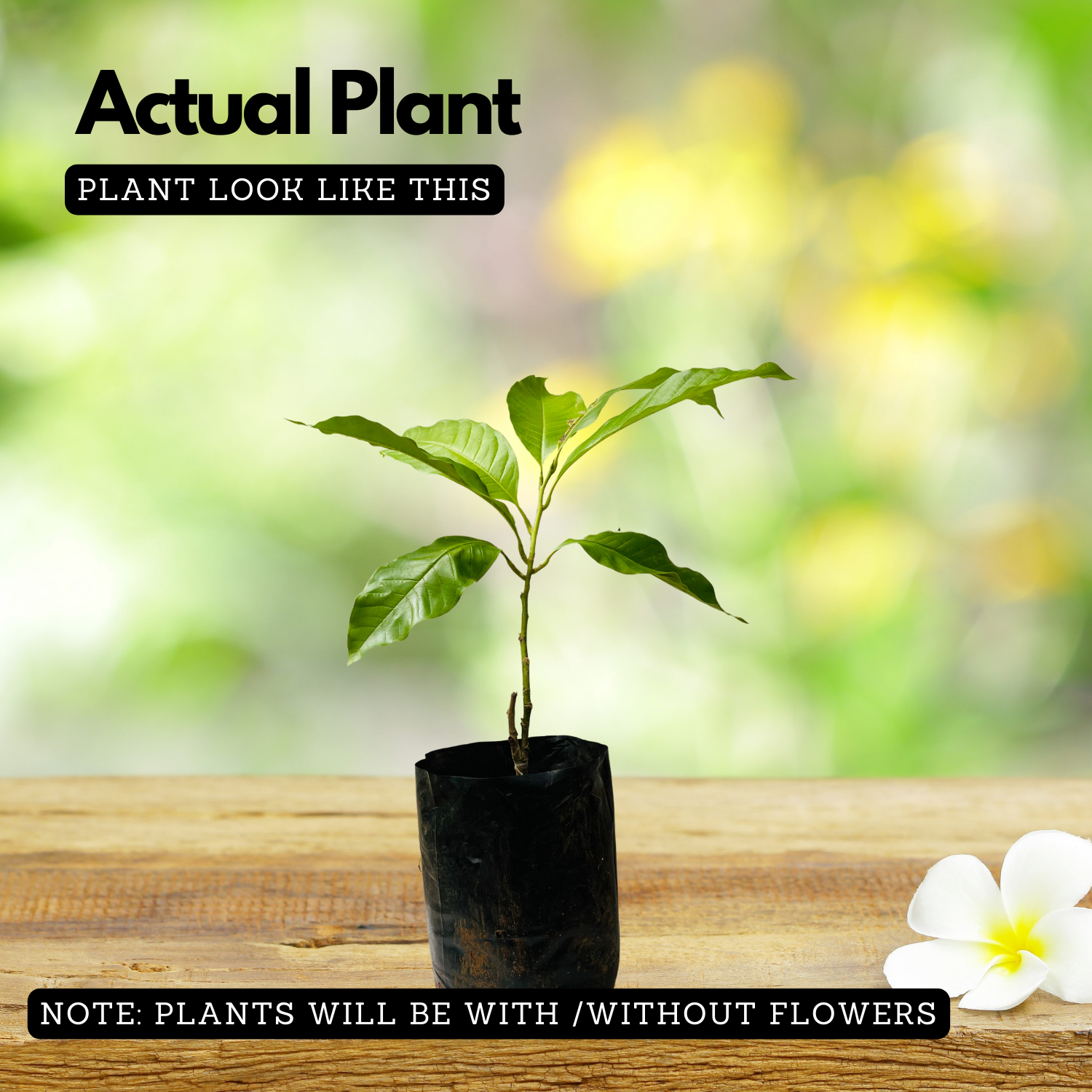 Chempakam (Grafted) Plant (Magnolia Champaca) Flowering/Ornamental Live Plant (Home & Garden)