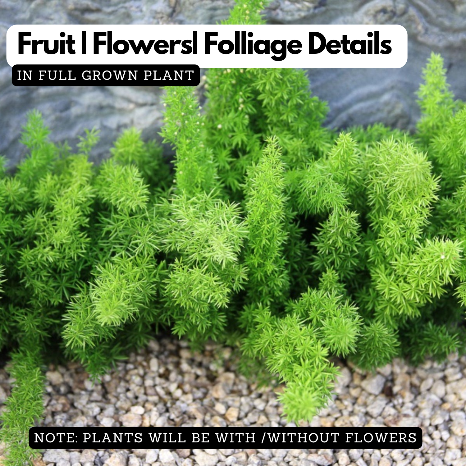 Foxtail Fern Live Plant | Asparagus Densiflorus ‘Myersii’ | Ornamental Green Foliage Plant for Home & Garden