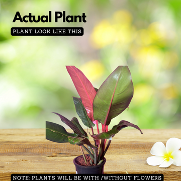 philodendron erubescens flower Philodendron Sun Red (Philodendron erubescens) Ornamental Live Plant ( –  Hug A Plant