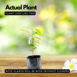 Jambu Bira Fruit (Syzygium Sp) Seedling Fruit Live Plant (Home & Garden)