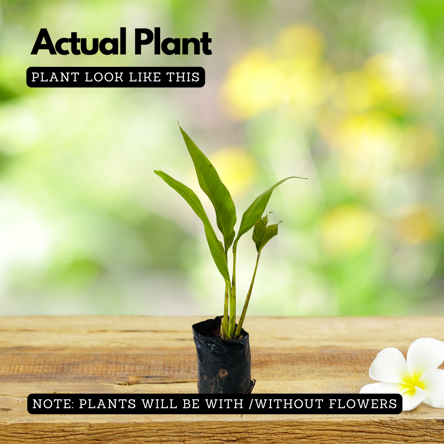 Traveller's Palm / Traveller's tree Ornamental Live Plant (Home & Garden)