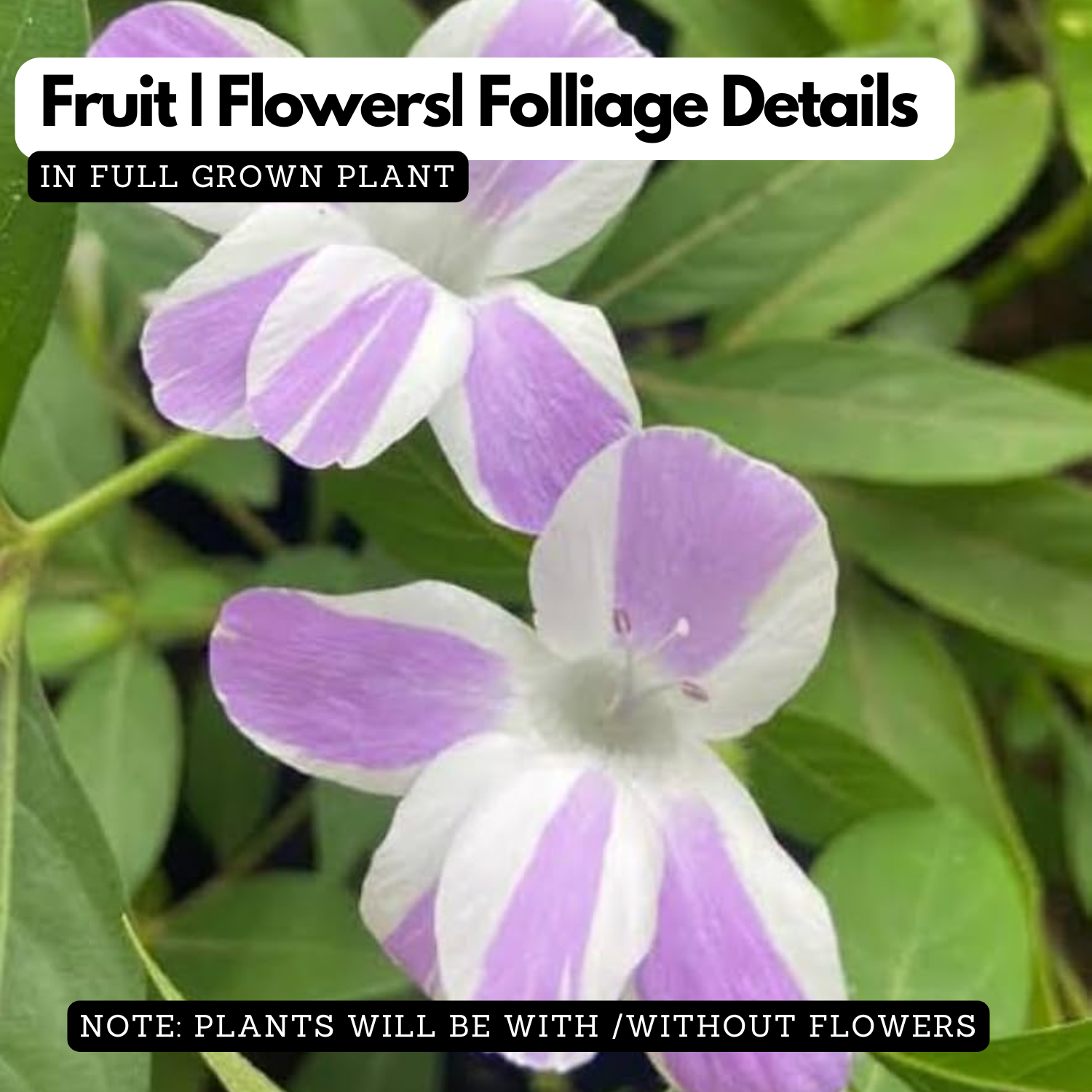 December Flower (Any Color) Live Plant (Barleria Cristata) Ornamental Flowering Shrub | Parvathy Poovu Plant for Home & Garden