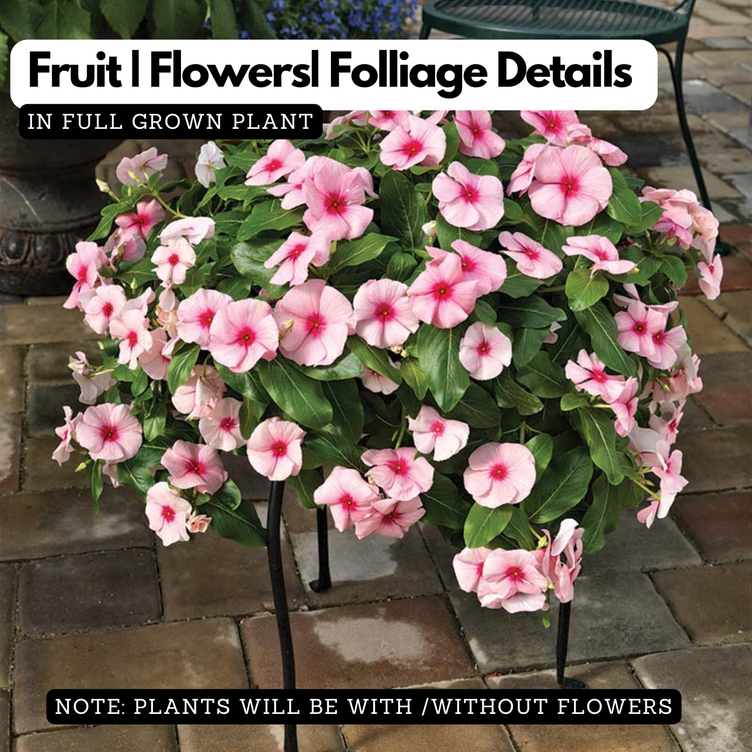 Hanging Vinca Live Plant (Any Colour) | Catharanthus Roseus | Ornamental Flowering Plant for Home & Garden