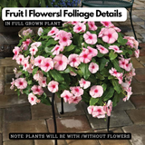 Hanging Vinca Live Plant (Any Colour) | Catharanthus Roseus | Ornamental Flowering Plant for Home & Garden