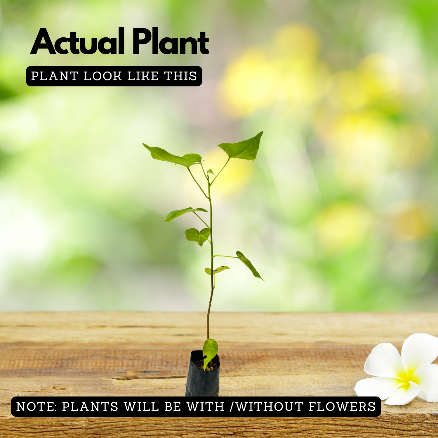 Poovarasu (Thespesia Populnea) Portia Tree / Pacific Rosewood, Flowering / Ornamental Live Plant (Home & Garden)
