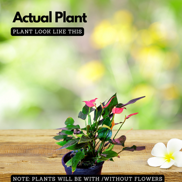 Anthurium Million (Anthurium andraeanum) Flowering/Ornamental Live Pla –  Hug A Plant