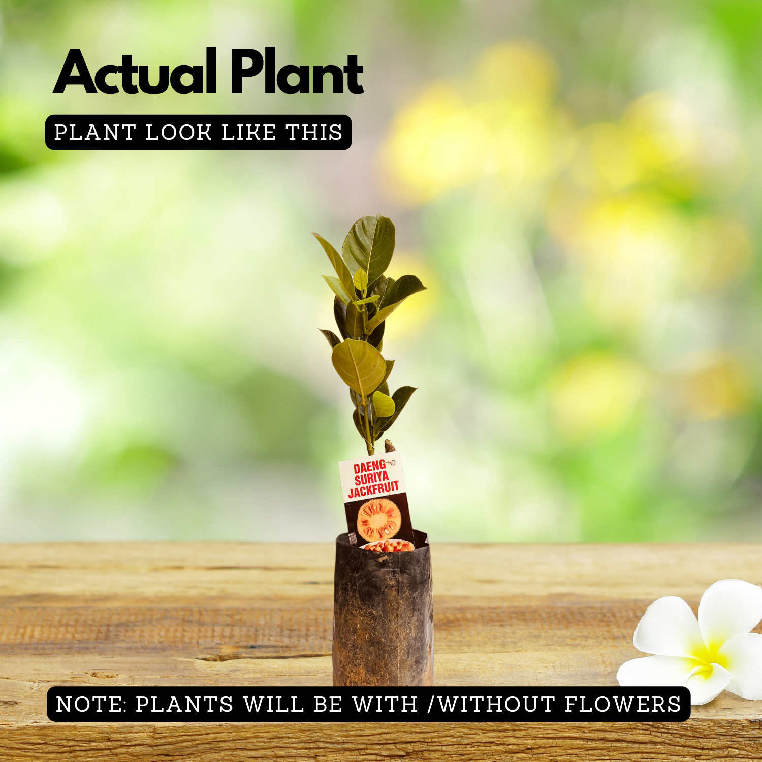 Daeng Suriya Jackfruit (Grafted) (Artocarpus heterophyllus) Fruit Live Plant (Home & Garden)