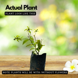 Lemon Vine (Layer) Pereskia aculeata Fruit/Ornamental Live Plant (Home & Garden)